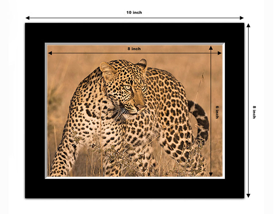 photo example of a 8x6 inch black mounted print in horizontal orientation showing a leopard by Ashley Vincent