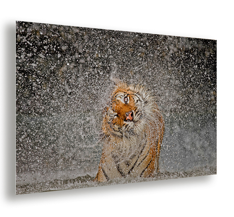 photo example of an acrylic print hanging on a wall showing a tiger shaking off water by photographer Ashley Vincent