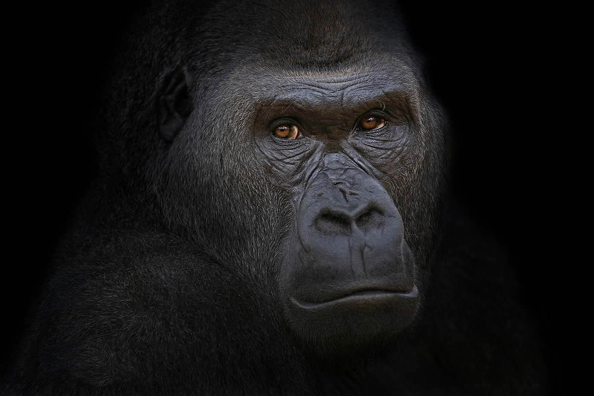 portrait of Western Lowland Gorilla set against black