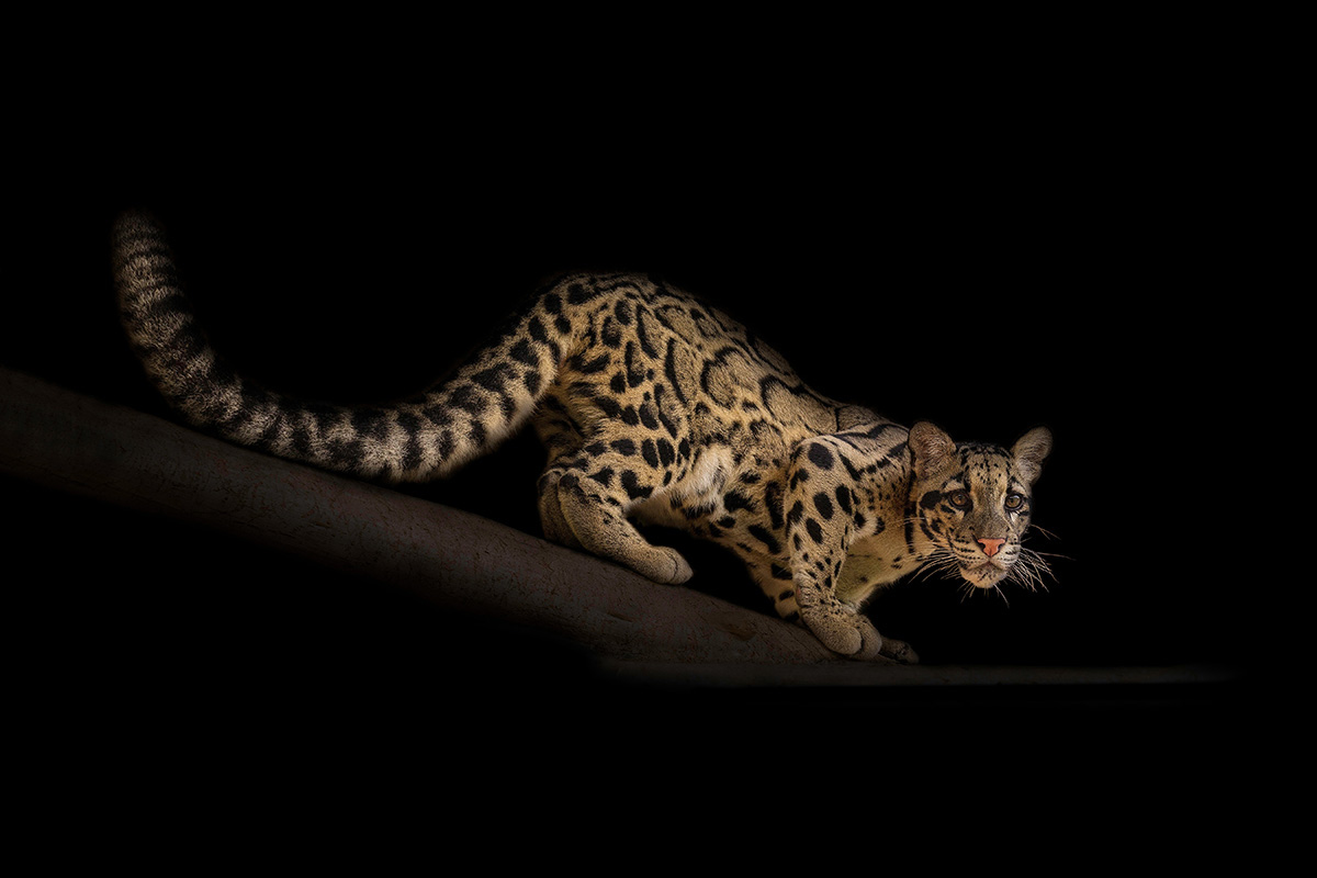 full body capture of a clouded leopard set against black background by ashley vincent