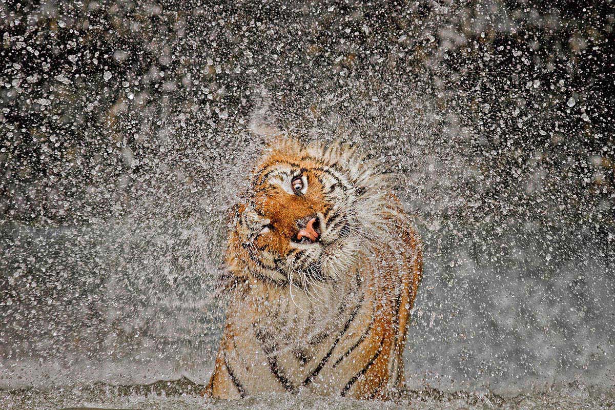 tiger shaking off water