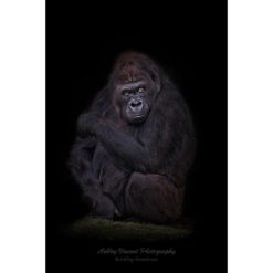 Western Lowland Gorilla sitting on ground set against a black background by ashley vincent