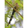 long tailed Green-Billed Malkoha perched on a branch in Thailand by photographer ashley vincent