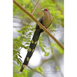 long tailed Green-Billed Malkoha perched on a branch in Thailand by photographer ashley vincent