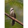 White-Crested Laughingthrush perched on a branch looking skyward after a brief rain storm by ashley vincent