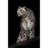 dramatic portrait of a snow leopard against a black background by photographer ashley vincent