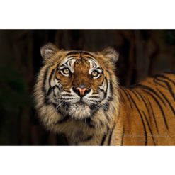 A portrait of an Indochinese tiger also known as a Corbett’s tiger looking upward to the sky captured by wildlife photographer Ashley Vincent