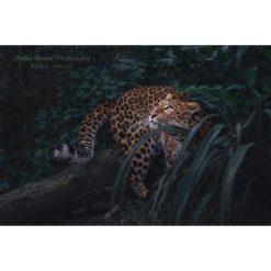 A Northern Chinese leopard emerging from foliage while looking up to the sky captured by wildlife photographer Ashley Vincent