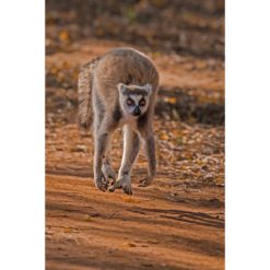 Ring-Tailed Lemur caught in midair while running along the ground by ashley vincent