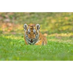 A Siberian also known as an Amur tiger playing a stalking game with the wildlife photographer Ashley Vincent