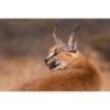 A caracal sub in profile looking back over his shoulder against neutral background captured by wildlife photographer Ashley Vincent
