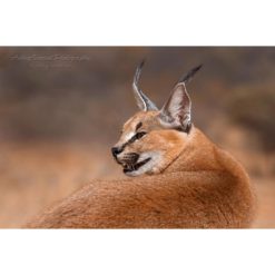 A caracal sub in profile looking back over his shoulder against neutral background captured by wildlife photographer Ashley Vincent
