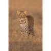 African Leopard standing and staring directly at the photographer at sunrise by ashley vincent