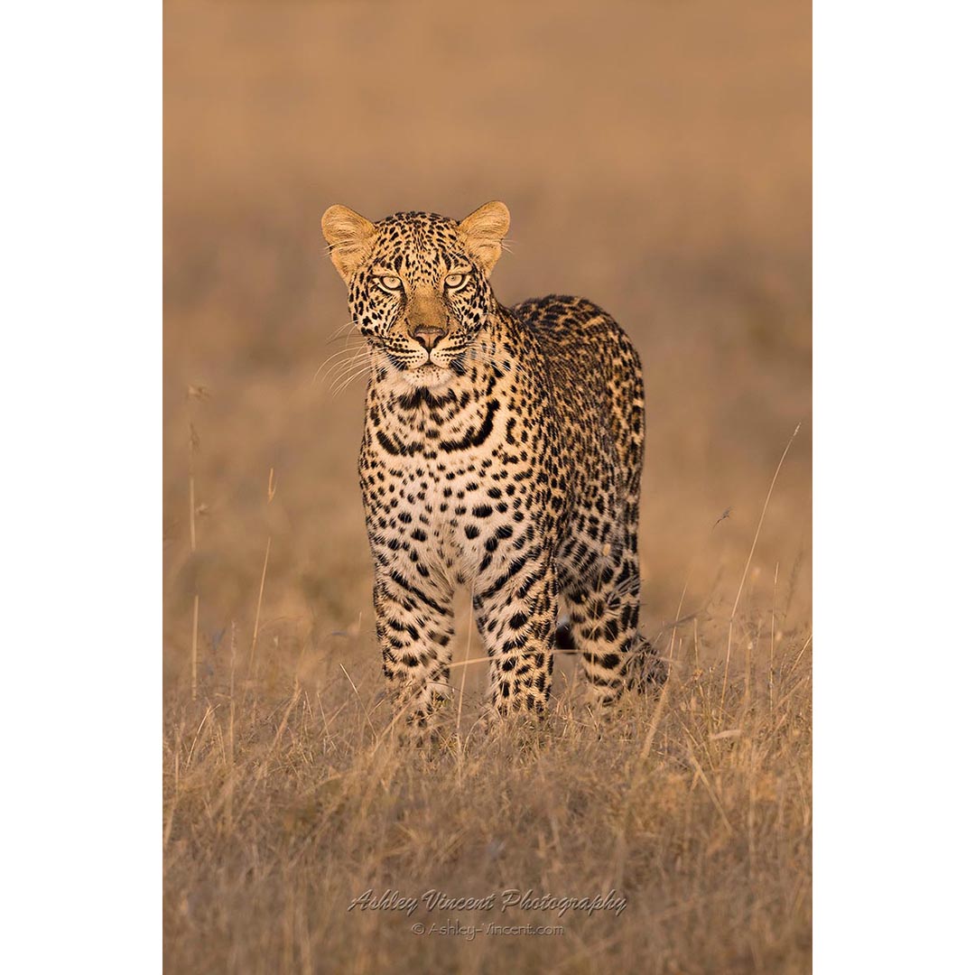 African Leopard standing and staring directly at the photographer at sunrise by ashley vincent
