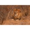 A male lion laying on the ground bathed in golden light of a South African sunset captured by wildlife photographer Ashley Vincent