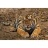 An young Amur tiger also known as a Siberian tiger laying on the ground in front of the wildlife photographer Ashley Vincent