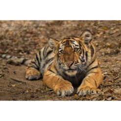 An young Amur tiger also known as a Siberian tiger laying on the ground in front of the wildlife photographer Ashley Vincent