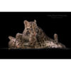 Two clouded leopard cubs playing with the paw of one in the mouth of the other set against a black background captured by wildlife photographer Ashley Vincent