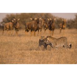 Two leopards walking across the African savannah with topi in the background looking at them captured by wildlife photographer Ashley Vincent