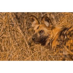 headshot in profile of an African Hunting Dog in golden light by ashley vincent