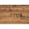 Two leopards walking across the African savannah with a pair of black-backed jackals in the background captured by wildlife photographer Ashley Vincent