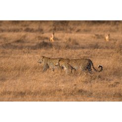 Two leopards walking across the African savannah with a pair of black-backed jackals in the background captured by wildlife photographer Ashley Vincent
