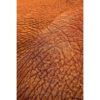 close up of asian elephant skin showing detailed texture by photographer ashley vincent