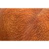 close up of asian elephant skin showing detailed texture by photographer ashley vincent