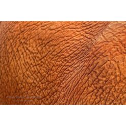 close up of asian elephant skin showing detailed texture by photographer ashley vincent