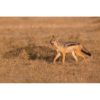 Black-Backed Jackal yapping at unseen leopards on the masai mara by ashley vincent