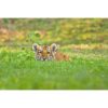 A Siberian also known as an Amur tiger cub partially hidden in grass staring at the photographer by Ashley Vincent