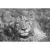 Black and white picture of a cross-eyed lion cub laying in the grass while staring directly at the wildlife photographer Ashley Vincent