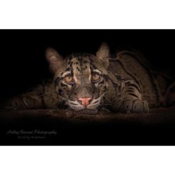 A clouded leopard cub laying down with her chin on the ground set against a black background staring at the wildlife photographer Ashley Vincent