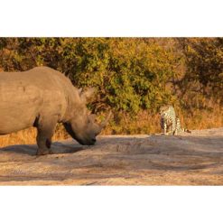 South African Showdown