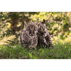 two wide-eyed jaguar cubs walking on grass toward photographer ashley vincent