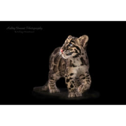clouded leopard cub walking against black background by photographer ashley vincent
