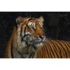 profile headshot of a Corbett's Tiger by ashley vincent