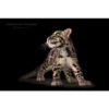 clouded leopard cub posing against black background by photographer ashley vincent