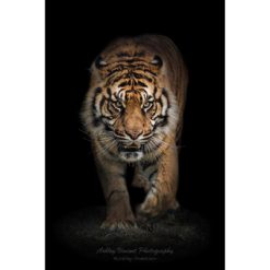 Sumatran Tiger walking directly toward the photographer by ashley vincent