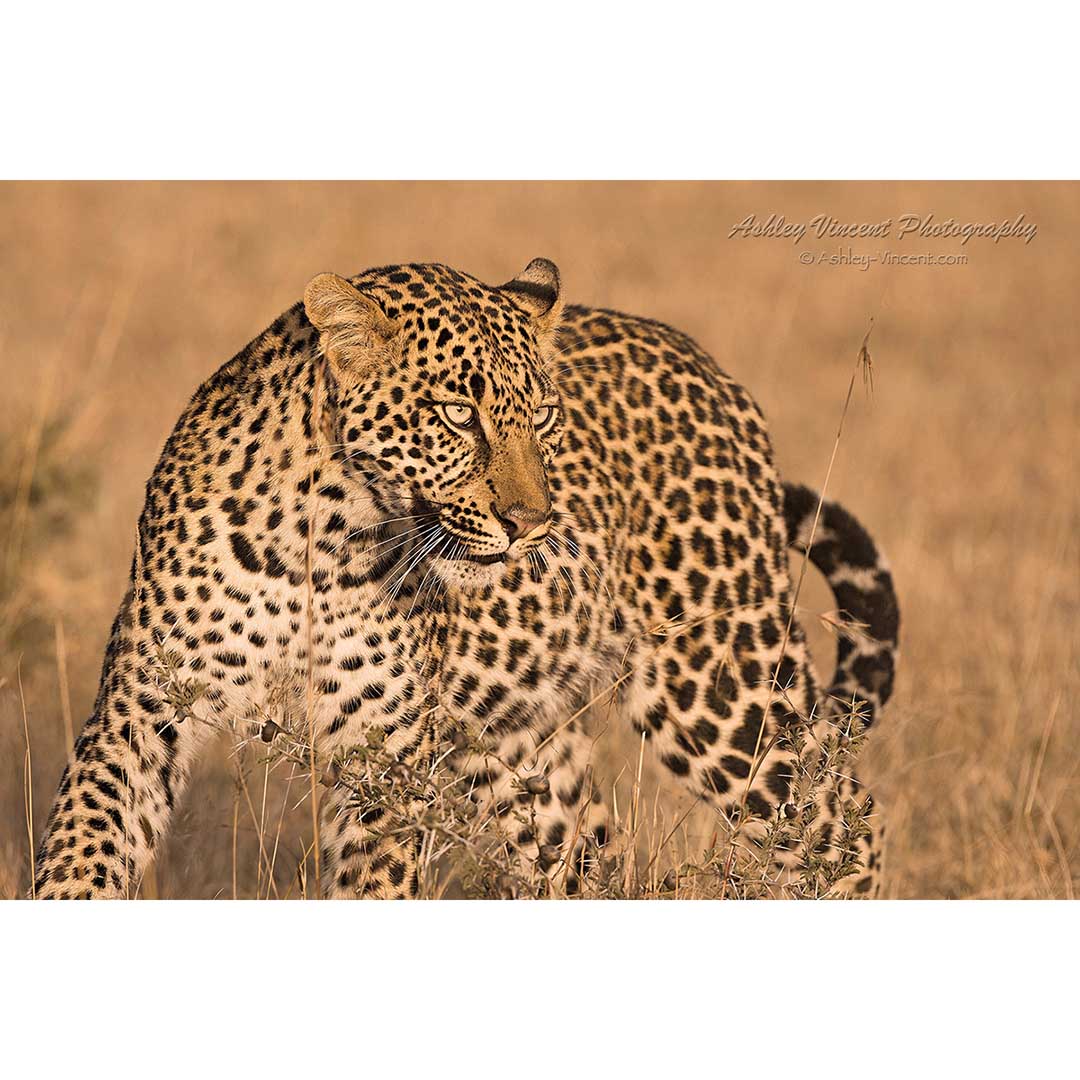 African Leopard in golden light of Sunrise by ashley vincent
