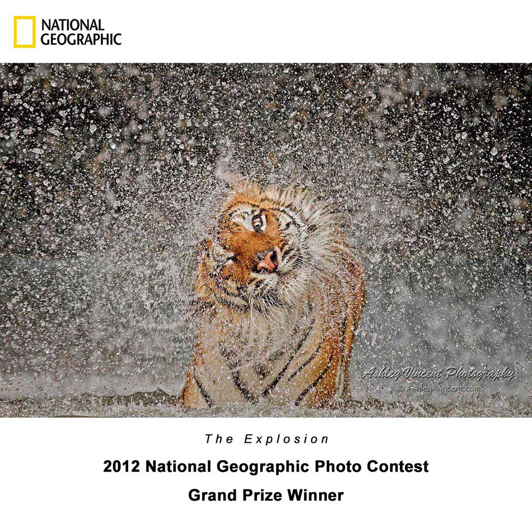 picture of a tiger shaking off water by wildlife photographer ashley vincent that won the overall grand prize of the 2012 National Geographic Photo Contest