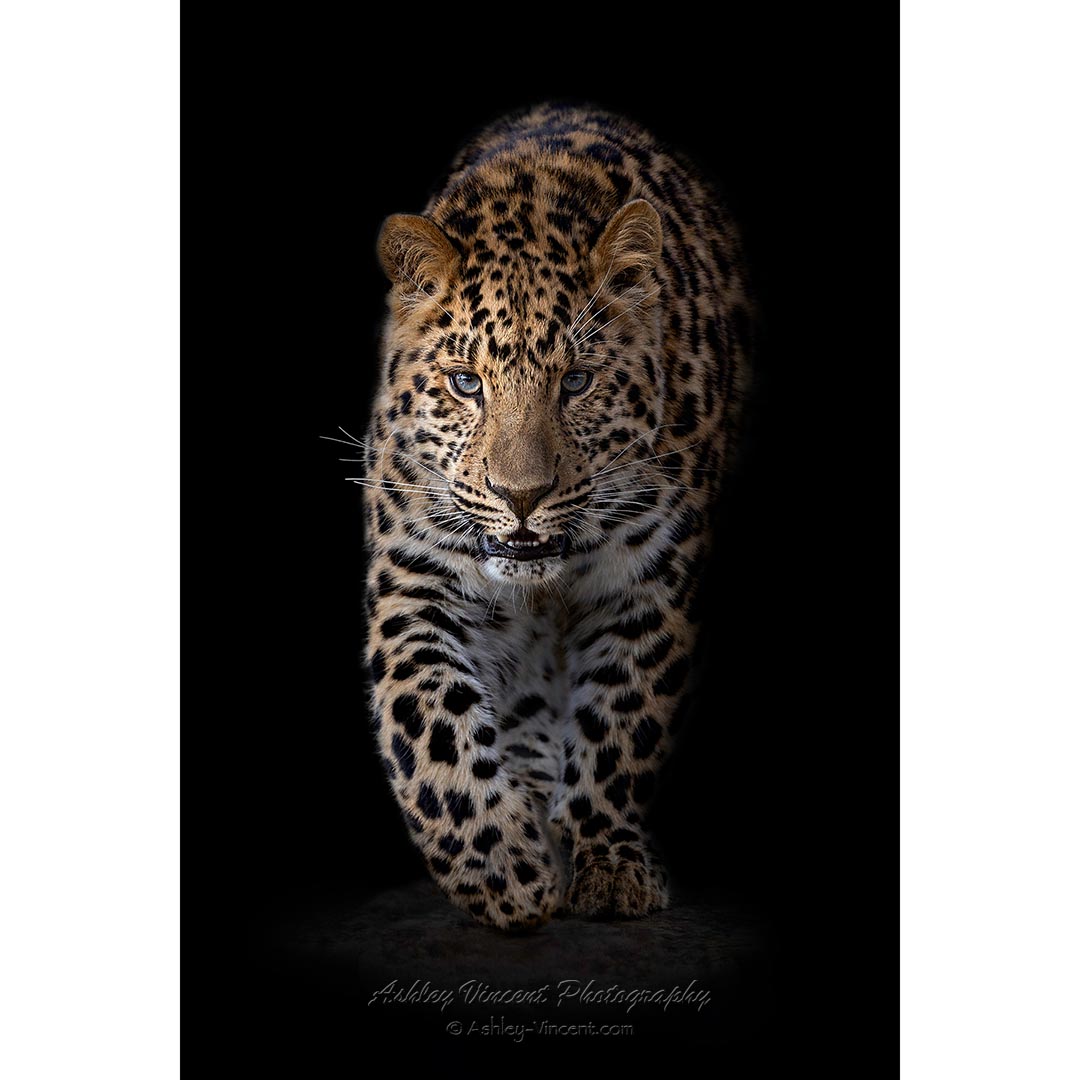 young amur leopard against black background walking toward camera by photographer ashley vincent