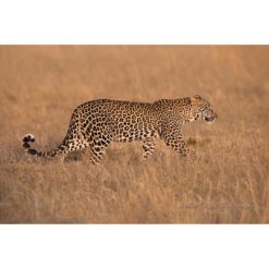 African Leopard at Sunrise, Masai Mara National Reserve by ashley vincent
