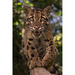 clouded leopard walking along a branch toward the photographer ashley vincent