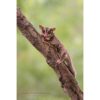 Sugar Glider perched on a tree branch while looking at the photographer by ashley vincent