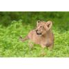 african lion cub walking through field of grass by photographer ashley vincent