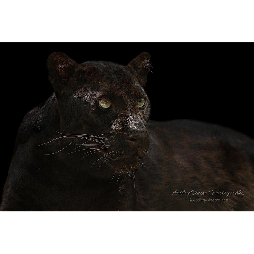 black panther with green eyes by ashley vincent