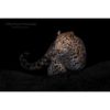 young amur leopard against black background by photographer ashley vincent