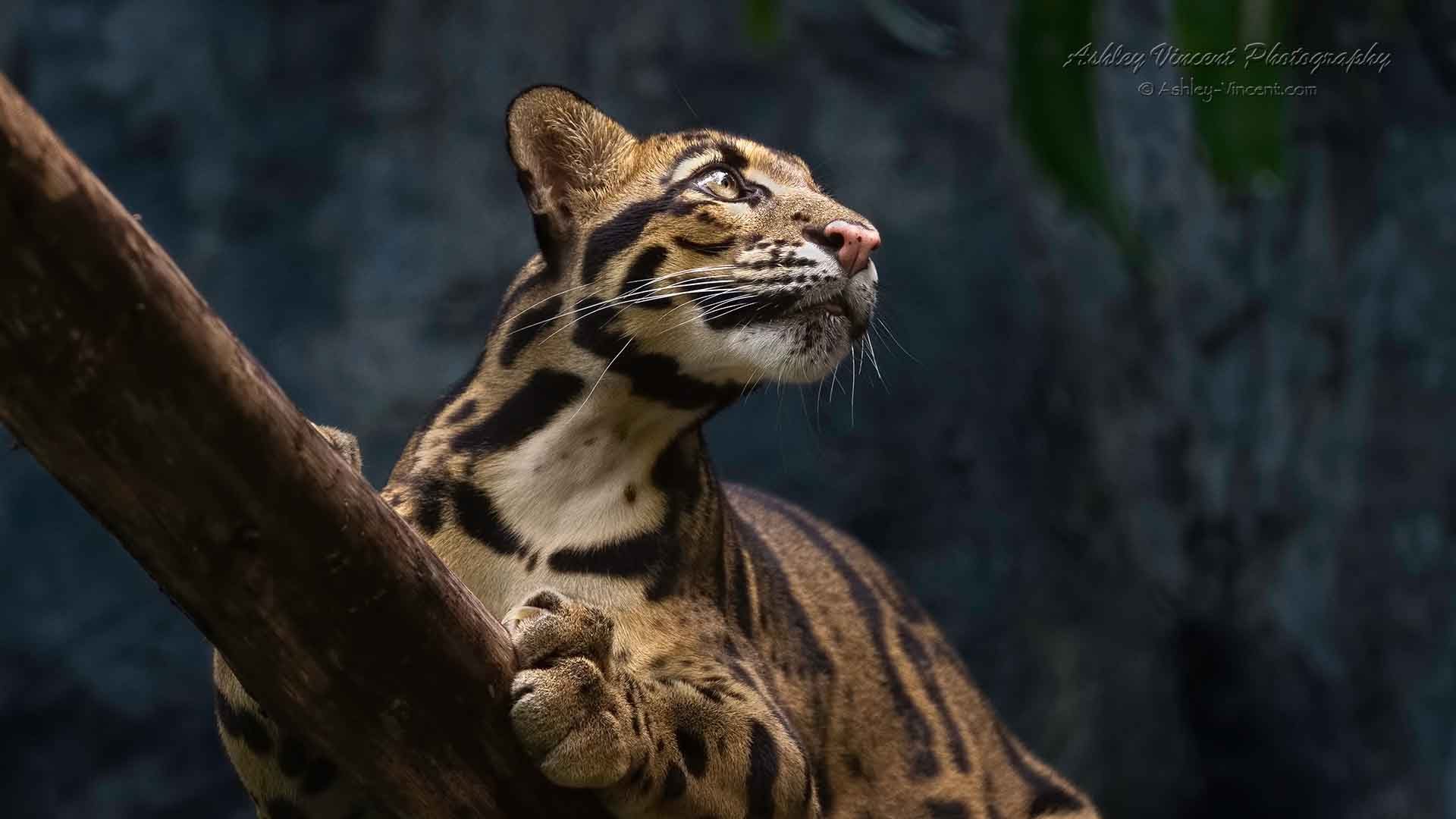 clouded leopard laying on tree trunk looking up by photographer ashley vincent