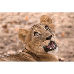 close up of a young lion cub with long eyelashes by photographer ashley vincent